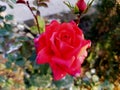 A beautiful shining red rose flower after rain in the garden Royalty Free Stock Photo