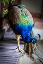 Beautiful and shinning Peacock hunting for food in the garden