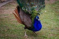 Beautiful and shinning Peacock opening its feather