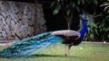 Beautiful and Shinning Peacock standing in the garden