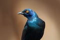 Beautiful shiny bird in the green forest. Cape Glossy Starling, Lamprotornis nitens, sitting on the tree branch in the nature Royalty Free Stock Photo