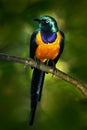 Beautiful shiny bird in the green forest. Golden-breasted Starling, Cosmopsarus regius, Golden-breasted Starling sitting on the tr