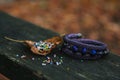 Beautiful, shiny, color bracelet with large beadwork beads. On a special stand for jewelry. Beads are scattered on a wooden table Royalty Free Stock Photo