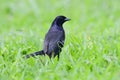 Shiny Cowbird Molothrus bonariensis