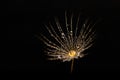 Beautiful shiny dew drops on a dandelion seed. Close-up macro. Sparkling bokeh.