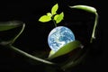 Beautiful and shiny earth with freshness growing green tree with bright light on the curve bent of betel leave. Image for