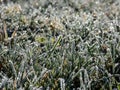 Beautiful, shiny green grass covered with big, white, ice crystals in the early cold winter morning. Ice on grass shining like Royalty Free Stock Photo