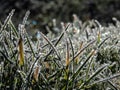 Beautiful, shiny green grass covered with big, white, ice crystals in the early cold winter morning. Ice on grass shining like Royalty Free Stock Photo