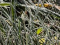 Beautiful, shiny green grass covered with big, white, ice crystals in the early cold winter morning. Ice on grass shining like Royalty Free Stock Photo