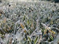 Beautiful, shiny green grass covered with big, white, ice crystals in the early cold winter morning. Ice on grass shining like Royalty Free Stock Photo