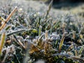 Beautiful, shiny green grass covered with big, white, ice crystals in the early cold winter morning. Ice on grass shining like Royalty Free Stock Photo