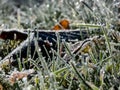 Beautiful, shiny green grass covered with big, white, ice crystals in the early cold winter morning. Ice on grass shining like Royalty Free Stock Photo