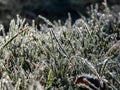 Beautiful, shiny green grass covered with big, white, ice crystals in the early cold winter morning. Ice on grass shining like Royalty Free Stock Photo