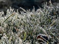 Beautiful, shiny green grass covered with big, white, ice crystals in the early cold winter morning Royalty Free Stock Photo