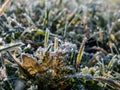 Beautiful, shiny green grass covered with big, white, ice crystals in the early cold winter morning Royalty Free Stock Photo