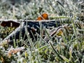 Beautiful, shiny green grass covered with big, white, ice crystals in the early cold winter morning Royalty Free Stock Photo