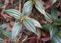 Beautiful shiny leaves of Copper Pilea Grandifolia Coral