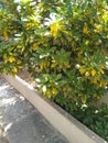 Beautiful shiny plant with green and yellow leaves