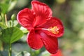beautiful shiny red hibiscus flower