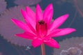 A beautiful, shocking pink, fully-bloomed lotus flower, in a pond in a lush Thai garden park. Royalty Free Stock Photo