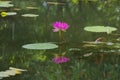 A beautiful, shocking-pink lotus, bending out of a reflective, lovely green garden pond. Royalty Free Stock Photo