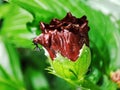 Beautiful Shoe flower in garden