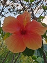 Beautiful shoe flowers from sri lanka