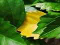 green leaves vs yellow leaves in shoe flower plants