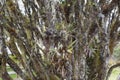 beautiful shof of a tree full covered with lichen at branches cortex Royalty Free Stock Photo