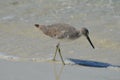 Beautiful Shorebird on a Naples Florida Beach