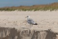 Beautiful shorebird standing on sand ridge with dunes in the background