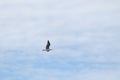 Pretty little seagull flying through a cloudy sky at the beach