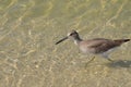 Beautiful Shorebird Wading in Shallow Water