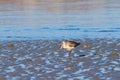 a beautiful shorebird was in the beach during low tide, Dili Timor Leste