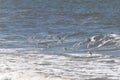 Beautiful shorebirds in a flock over the water