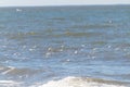 Beautiful shorebirds in a flock over the water