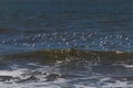 Beautiful shorebirds in a flock over the water