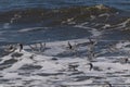 Beautiful shorebirds in a flock over the water