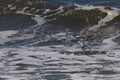 Beautiful shorebirds in a flock over the water