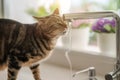 Beautiful short hair cat drinking water from the tap at the kitchen Royalty Free Stock Photo