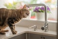 Beautiful short hair cat drinking water from the tap at the kitchen Royalty Free Stock Photo