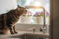 Beautiful short hair cat drinking water from the tap at the kitchen Royalty Free Stock Photo