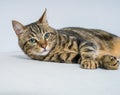 Beautiful short hair cat lying on the bed at home