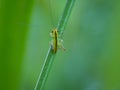 Beautiful the short winged conehead on the grass Royalty Free Stock Photo