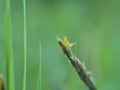 Beautiful the short winged conehead in the meadows Royalty Free Stock Photo