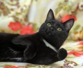 L shorthair black cat with white breast Royalty Free Stock Photo