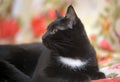 L shorthair black cat with white breast Royalty Free Stock Photo