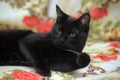 L shorthair black cat with white breast Royalty Free Stock Photo