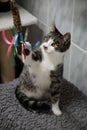 A beautiful shorthair cat is playing with a feathered toy Royalty Free Stock Photo