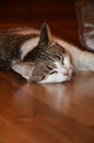 Beautiful shorthaired white cat with gray spots lying on the floor. Royalty Free Stock Photo